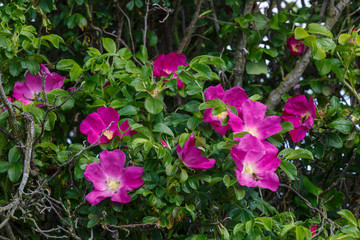 Arbusto espinoso de rosal japonés con flores en primavera. Rosa rugosa.
