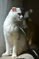 White Scottish White cat with blue eyes in natural window light