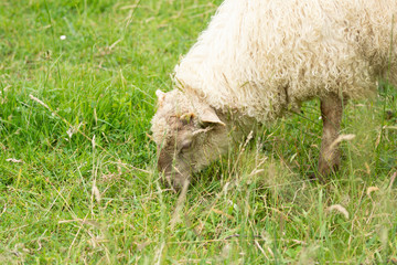 Naklejka na ściany i meble sheep eating grass in the countryside