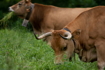 cow eating grass in the countryside