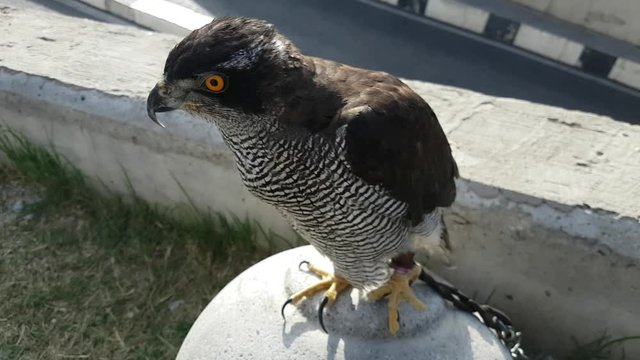 Northern goshawk closeup