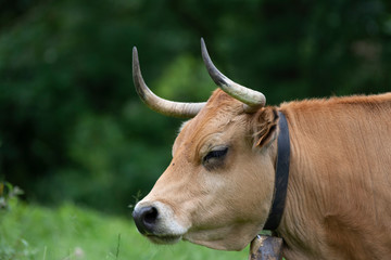 cow grazing on the grass 