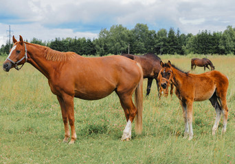 Foal in the meadow - 353354589