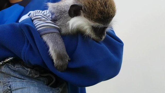 Little monkey resting in the arms of a man