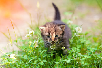 Naklejka na ściany i meble Little kitten walks in clover