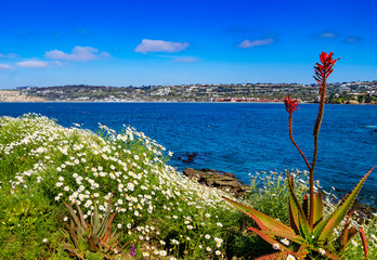 Daisies Along The La Jolla Cove in San Diego California