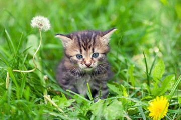 Naklejka na ściany i meble Little kitten sits in grass. Portrait of a cat outdoors
