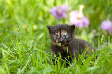 Little cute tortoiseshell kitten sits in the grass on a green lawn