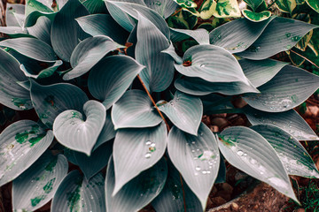 Background flowers. 