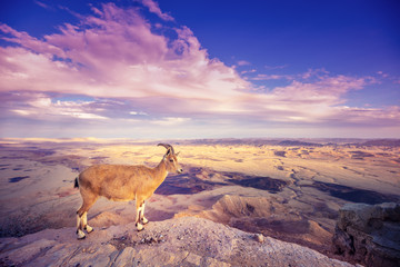 A Nubian ibex on the edge of Makhtesh Ramon Crater in Negev desert, Israel