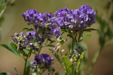 Obraz premium Medicago sativa, alfalfa, lucerne in bloom - close up. Alfalfa is the most cultivated forage legume in the world and has been used as an herbal medicine since ancient times.