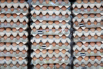 Eggs are laid in a large number.