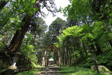 森の中にある古い鳥居