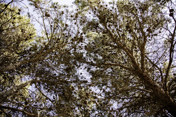 Pine branches