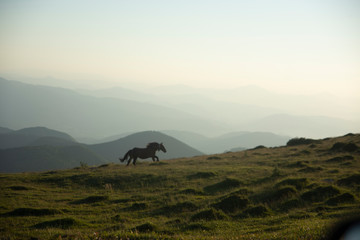 horse running on the mountains