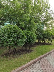 trees in the park