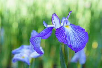 初夏の花　ハナショウブ