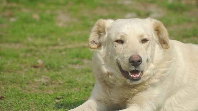 Akbash Dog Basking And Lying On The Green Grass Romania.-  close up shot