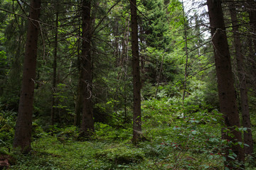 Fototapeta na wymiar Trails in the dense forest