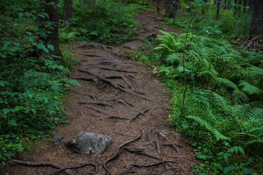 Trails in the dense forest
