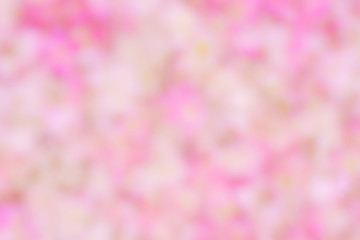 Abstract soft focus pink bougainvillea flower background.
