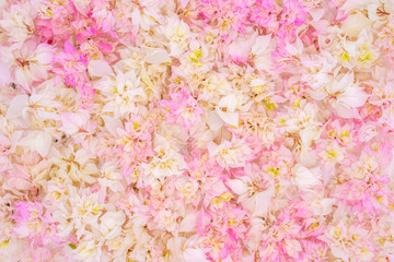 Blossom pink bougainvillea flower background.