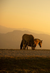 Fototapeta na wymiar horses grazing on the mountains at sunset