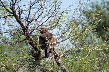 Greater spotted eagle or spotted eagle or Clanga clanga portrait with a spiny tailed lizard kill sitting on tree branch with blue sky in background at tal chhapar sanctuary rajasthan India