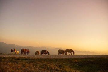 Fototapeta na wymiar horses grazing on the mountains at sunset