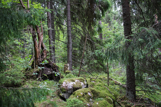 Trails in the dense forest