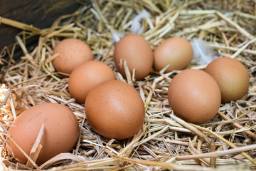 Many eggs in the nest are made from straw. Food obtained from chickens on farms. Healthy products from farmers. Products from rural areas.
