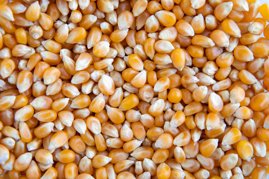 many grains of corn