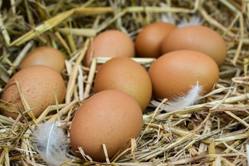 Many eggs in the nest are made from straw. Food obtained from chickens on farms. Healthy products from farmers. Products from rural areas.