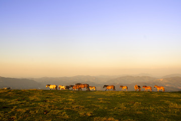 horse group walking in the mountains in basque country, spain - obrazy, fototapety, plakaty