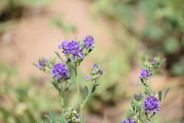 Naklejka premium Medicago sativa, alfalfa, lucerne in bloom - close up. Alfalfa is the most cultivated forage legume in the world and has been used as an herbal medicine since ancient times.