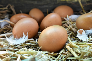 Many eggs in the nest are made from straw. Food obtained from chickens on farms. Healthy products from farmers. Products from rural areas.