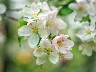 Fototapeta na wymiar Blooming apple tree. Spring flowering trees. Macro flowers on a vintage Helios lens. Can be used for greeting card.