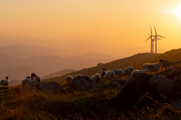 sheep flock in the mountains in the basque country, spain - obrazy, fototapety, plakaty