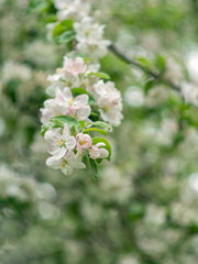 Blooming apple tree. Spring flowering trees. Macro flowers on a vintage Helios lens. Can be used for greeting card.
