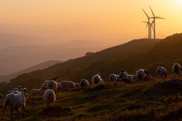 sheep flock in the mountains in the basque country, spain