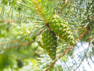 closeup young green pine cones hanging on a branch of pine tree in summer