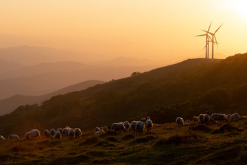 Fototapeta na wymiar sheep flock in the mountains in the basque country, spain