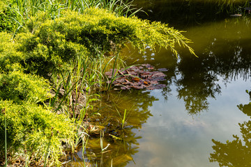 Beautiful garden pond. Branch of golden juniper hangs over water surface.Evergreens are reflected in water. Selective focus. Springtime evergreen landscaped garden. Nature concept for design.