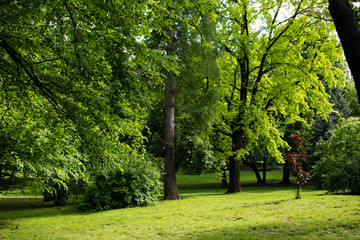 Fototapeta na wymiar Green grass in the park. Lviv. Ukraine