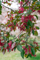 Large purple petals of a blossoming fruit tree - cherries