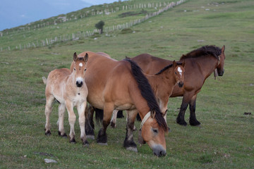 horses in the mountains in the basque country, spain