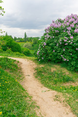 A path through the green hills next to blooming lilacs