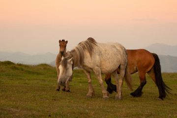 horses in the mountains in the basque country, spain