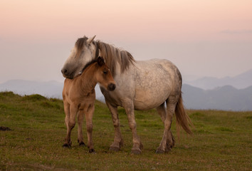 Fototapeta na wymiar mother and baby horses in the mountains