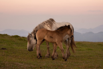 mother and baby horses in the mountains